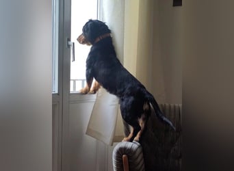 HOWIE - clever, sensibel und voller Potenzial