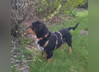 HOWIE - clever, sensibel und voller Potenzial