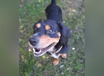 Lernwilliger kleiner Howie sucht seine Menschen (auch Pflegestelle)