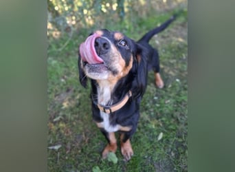 Lernwilliger kleiner Howie sucht seine Menschen (auch Pflegestelle)