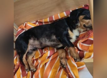 HOWIE - clever, sensibel und voller Potenzial