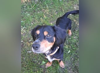 Lernwilliger kleiner Howie sucht seine Menschen (auch Pflegestelle)