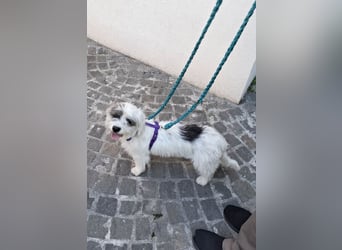 Zuckerstück Cannoli sucht liebes Zuhause
