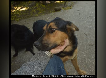Shollie "Max" (Kastanienfarbener Schäferhund-Border-Collie-Mix); männlich; 21 Monate alt
