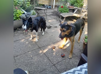 Shollie "Max" (Kastanienfarbener Schäferhund-Border-Collie-Mix); männlich; 21 Monate alt