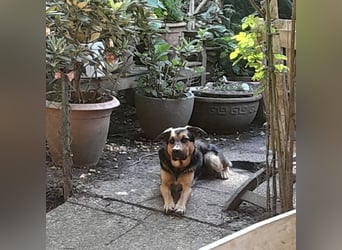 Shollie "Max" (Kastanienfarbener Schäferhund-Border-Collie-Mix); männlich; 21 Monate alt