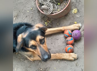 Shollie "Max" (Kastanienfarbener Schäferhund-Border-Collie-Mix); männlich; 21 Monate alt