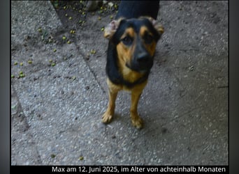 Shollie "Max" (Kastanienfarbener Schäferhund-Border-Collie-Mix); männlich; 21 Monate alt