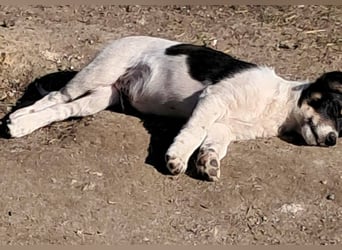 Vidar, kleiner Hundemann sucht sein Körbchen