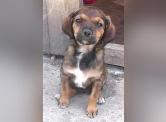 YAMILIA❤ EILIG! sucht Zuhause oder Pflegestelle