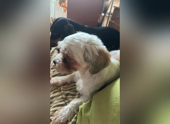 Gretchen, klein, süß, sucht kuscheliges Zuhause