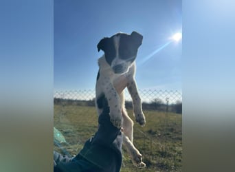 Xia, klein, verschmust, liebenswert sucht ihr Körbchen