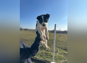 Xia, klein, verschmust, liebenswert sucht ihr Körbchen