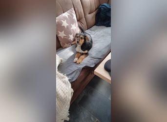 MOJCA ❤  wartet in 30449 Hannover auf Dich