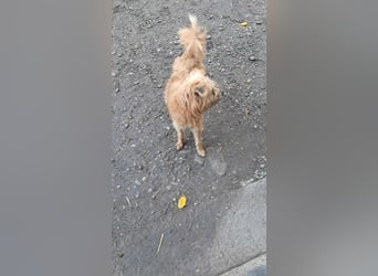 Mogli, kleiner Wuschel sucht sein Zuhause für immer