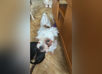 Gretchen, klein, süß, sucht kuscheliges Zuhause