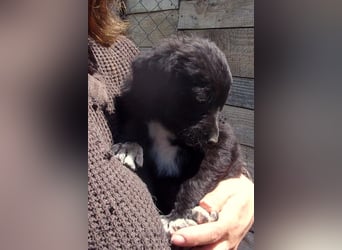 YULANDI ❤ EILIG! sucht Zuhause oder Pflegestelle