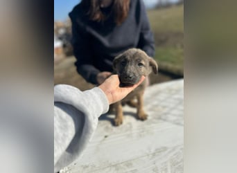 Xerox, süßer geht fast nicht