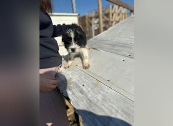 Xoel, kleiner hübscher Hundemann sucht sein Körbchen