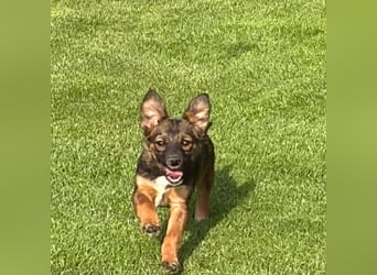 Süße Leni(4 Mon, 25 cm, kleinbleibend)sucht Kuschelflat