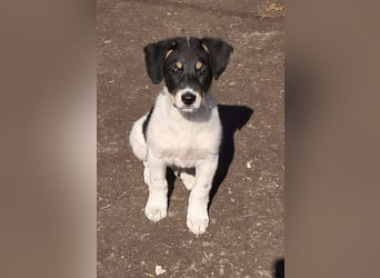 Vidar, kleiner Hundemann sucht sein Körbchen