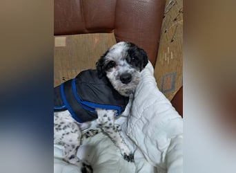 Henry, seid Ihr bereit für mich