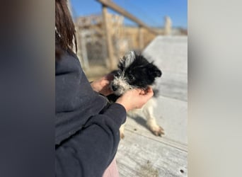 Xoel, kleiner hübscher Hundemann sucht sein Körbchen