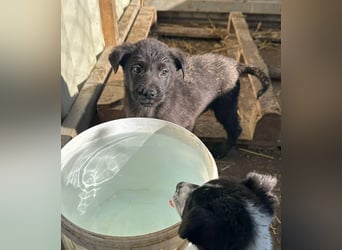 Xaver, kleiner, schnuckeliger Hundebub sucht liebevolles Zuhause