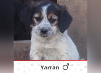 YARRAN ❤ EILIG!  sucht Zuhause oder Pflegestelle