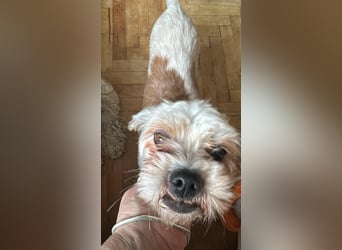 Gretchen, klein, süß, sucht kuscheliges Zuhause