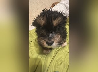 Ubbo, kleiner Wuschel sucht warmes Körbchen