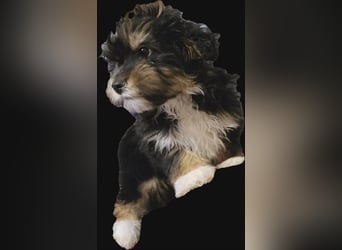 Ubbo, kleiner Wuschel sucht warmes Körbchen