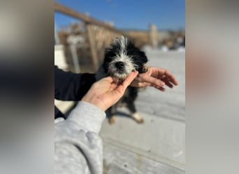 Xoel, kleiner hübscher Hundemann sucht sein Körbchen