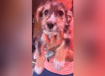 Eddi, kleiner Hundemann auf der Suche nach dem Glück