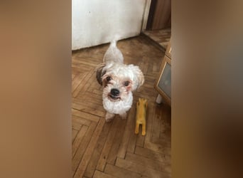 Gretchen, klein, süß, sucht kuscheliges Zuhause