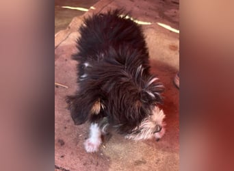 Emmi, kleines Hundemädchen sucht liebevolle Hände