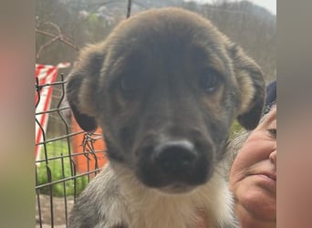 Anton, zuckersüßer, kleiner Hundemann sucht sein Körbchen