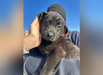 Xaver, kleiner, schnuckeliger Hundebub sucht liebevolles Zuhause