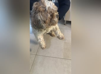 Fulgi, kleiner Senior sucht ruhiges Plätzchen