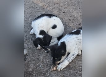 Vidar, kleiner Hundemann sucht sein Körbchen