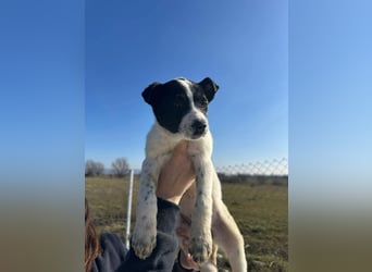 Xia, klein, verschmust, liebenswert sucht ihr Körbchen