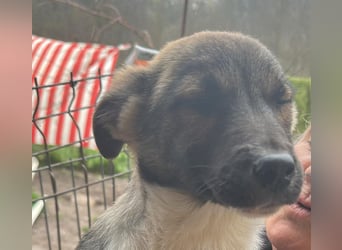 Anton, zuckersüßer, kleiner Hundemann sucht sein Körbchen