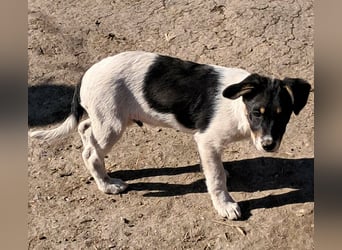 Vidar, kleiner Hundemann sucht sein Körbchen