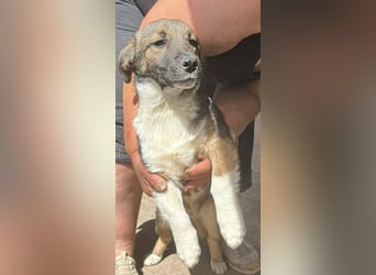 Anton, zuckersüßer, kleiner Hundemann sucht sein Körbchen