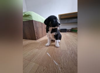 Toffy, kleines Hundemädchen sucht liebevolle Hände