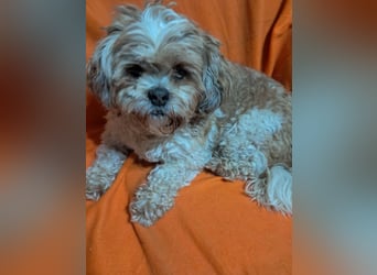 Fulgi, kleiner Senior sucht ruhiges Plätzchen