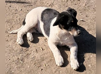 Vidar, kleiner Hundemann sucht sein Körbchen