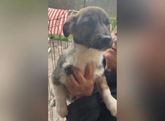 Anton, zuckersüßer, kleiner Hundemann sucht sein Körbchen