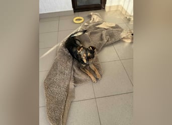 LUSSII ❤  wartet in 26180 Rastede auf Dich