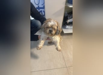 Fulgi, kleiner Senior sucht ruhiges Plätzchen